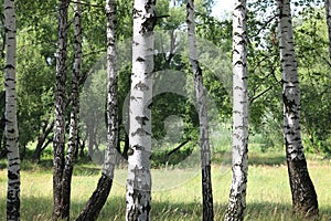 White birches in summer in birch grove