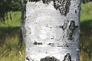 White birches in summer in birch grove