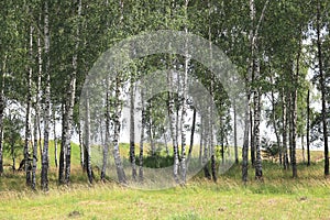 White birches in summer in birch grove