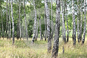 White birches in summer in birch grove