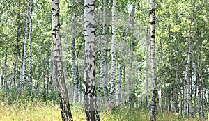 White birches in summer in birch grove