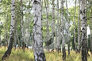 White birches in summer in birch grove