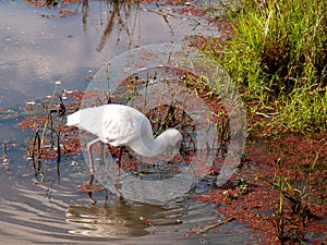White bird with a beak in the water