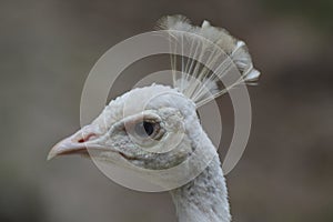 A white bird with a beauty plume