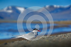 White bird with black cap, Arctic Tern, Sterna paradisaea, with Arctic landscape in background, Svalbard, Norway.