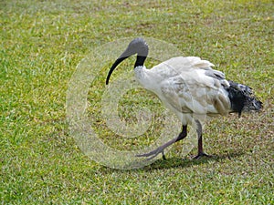 A white bird with black foliage at the back