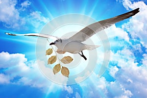 - White Bird carrying a dry leaf branch is flying freely in the blue sky and white clouds background.