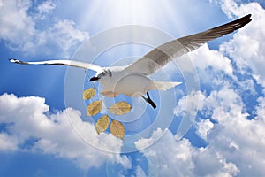 - White Bird carrying a dry leaf branch is flying freely in the blue sky and white clouds background.