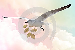 White Bird carrying a dry leaf branch is flying freely in Cloud and sky with a pastel colored background.