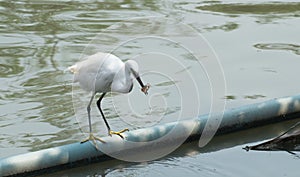 White bird catch and eat fish