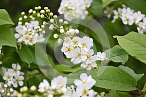 White bird cherry blossoms in close-up. Blooming season. Allergy to pollen