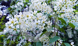 White bird cherry flowers in spring