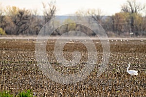 White bird in a corn stubble field