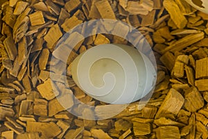 White bird egg in macro closeup, predated egg with a crack on the side
