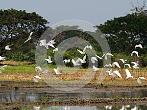 white bird egret in rice farmming and water refection