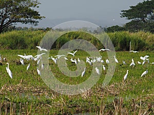 white bird egret in rice farmming and water refection