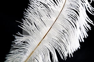 White bird feather