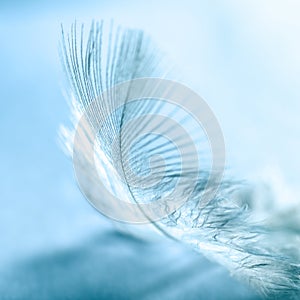 White bird feather on blue background