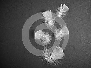 A white bird feather in close-up, on black background. A detailed delicate fluffy feather. The angel symbol