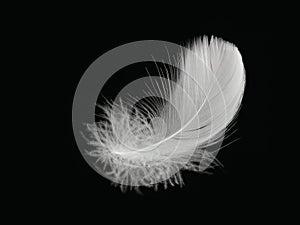 A white bird feather in close-up, highlighted on black background. A detailed delicate fluffy feather. The angel symbol