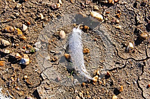 White bird feather with the drops of dew, lies on the dry ground