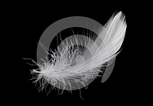 White Bird Feather Isolated on Black Background. Down Swan Feather.