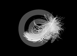 White bird feather lies on a black isolated background