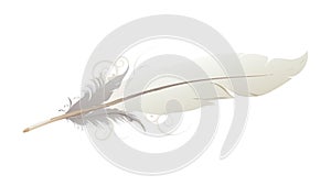 White Bird Feather Light Soft Texture, vector design Generative AI
