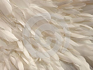 White bird feathers. Background from many white bird feathers. Fashion glamor background