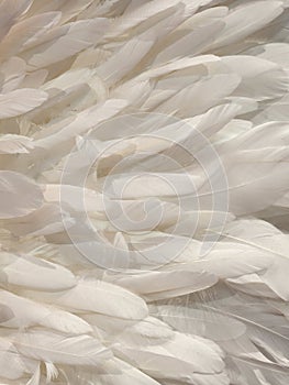 White bird feathers. Background from many white bird feathers. Fashion glamor background