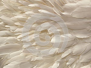 White bird feathers. Background from many white bird feathers. Fashion glamor background