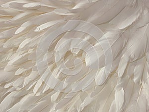 White bird feathers. Background from many white bird feathers. Fashion glamor background