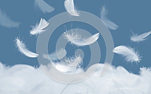 White Bird Feathers Falling in The Air. Softness of Swan Feathers on Blue Background. Floating Feathers
