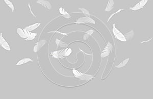 White bird feathers falling down in the air .Feather abstract on gray background