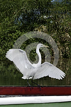 White bird flapping