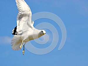 White bird in flight on blue sky