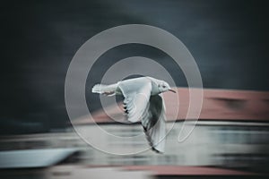White bird in flight. Motion effect. Blurred