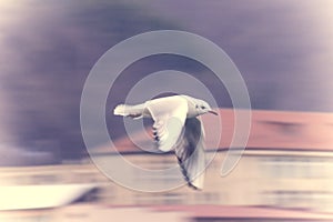 White bird in flight. Motion effect. Blurred