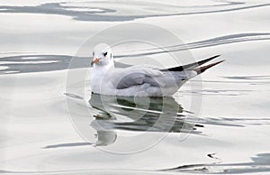 White bird floating on water