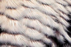 White Bird Fluff Texture Background, Ostrich Feather Pattern, Abstract Generative AI Illustration