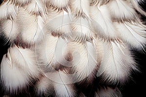 White Bird Fluff Texture Background, Ostrich Feather Pattern, Abstract Generative AI Illustration