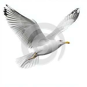 white bird flying isolated