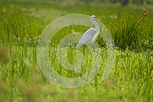 White Bird on grass close-up view
