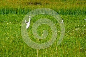 White bird Great Egret Ciconiiformes in field photo