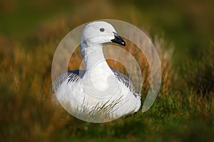 White bird in the green grass. Goose in the grass. Wild white Upland goose, Chloephaga picta, in the nature habitat, Argentina.