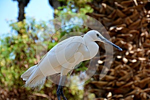 White bird is inside the zoo
