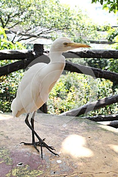 White bird in KL bird park