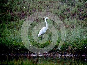 White bird on the Lake