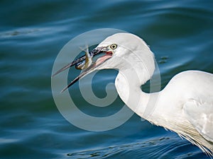 a white bird with a long beak swimming on water with a fish in it '