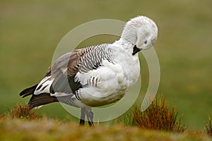 White bird with long neck. White goose in the grass. White bird in the green grass. Goose in the grass. Wild white Upland goose, C